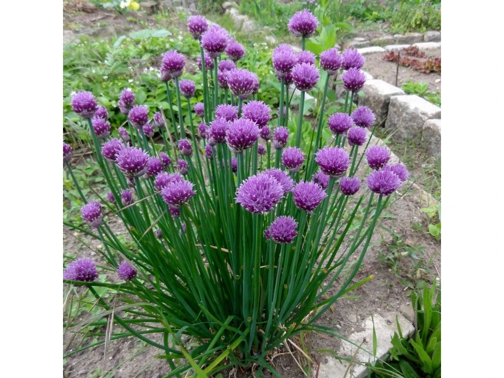 <p>Allium schoenoprasum - <strong>Amaryllidaceae</strong></p>