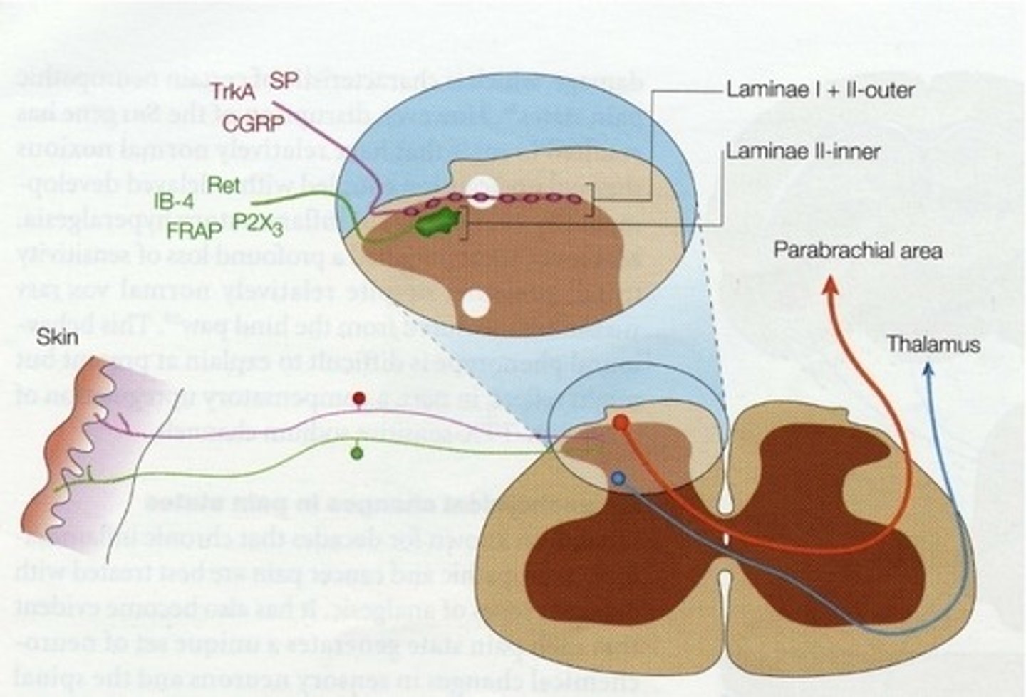 <p>A path from the dorsal horn which projects to the limbic system after an afferent terminates, controlling emotional response.</p><p>(red line in image)</p>