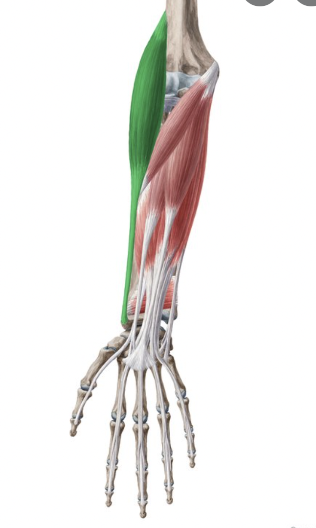 <p>origin : distal end of humerus insertion : base of radial styloid process</p>