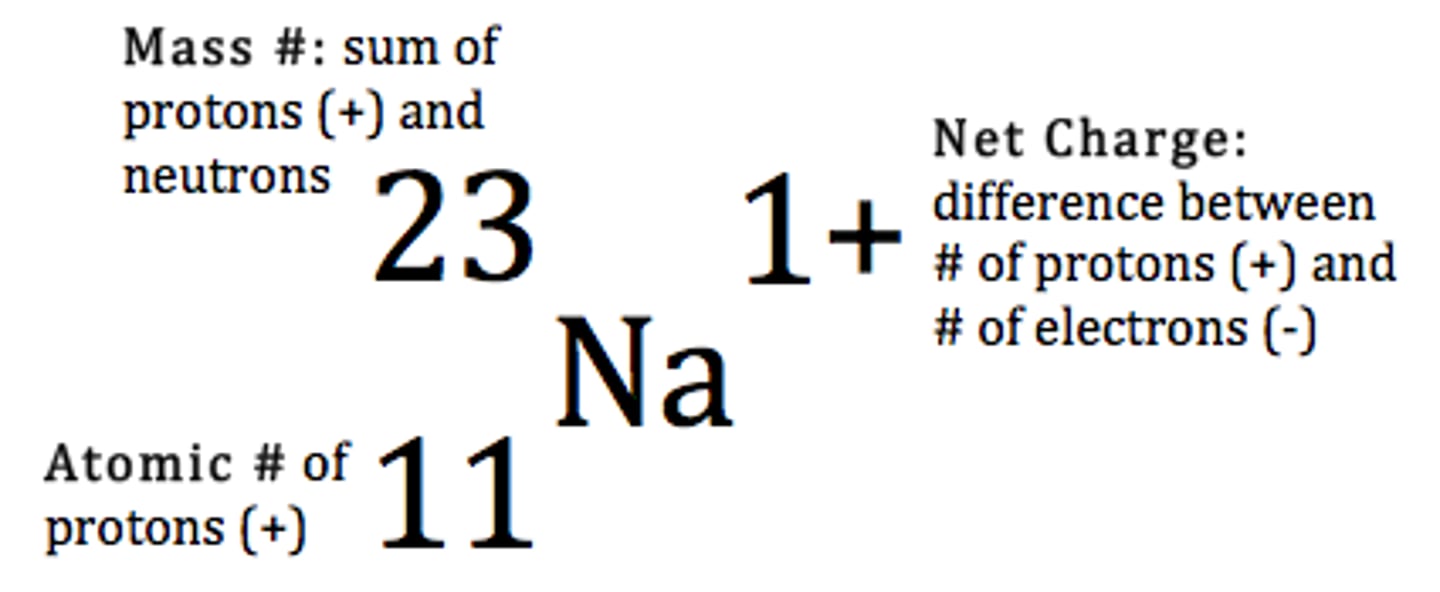 <p>Has this atom lost or gained electrons?</p>