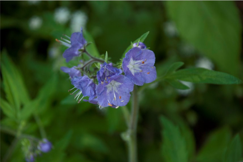 <p>Purple Phacelia</p>