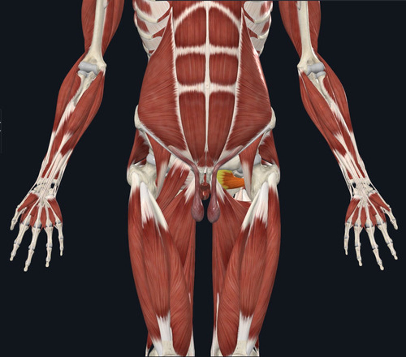 <ul><li><p><u>Origin:</u>&nbsp;Os coxae, obturator foramen</p></li><li><p><u>Insertion:</u>&nbsp;Femur</p></li><li><p><u>Action:</u>&nbsp;Hip lateral rotation</p></li></ul><p></p>