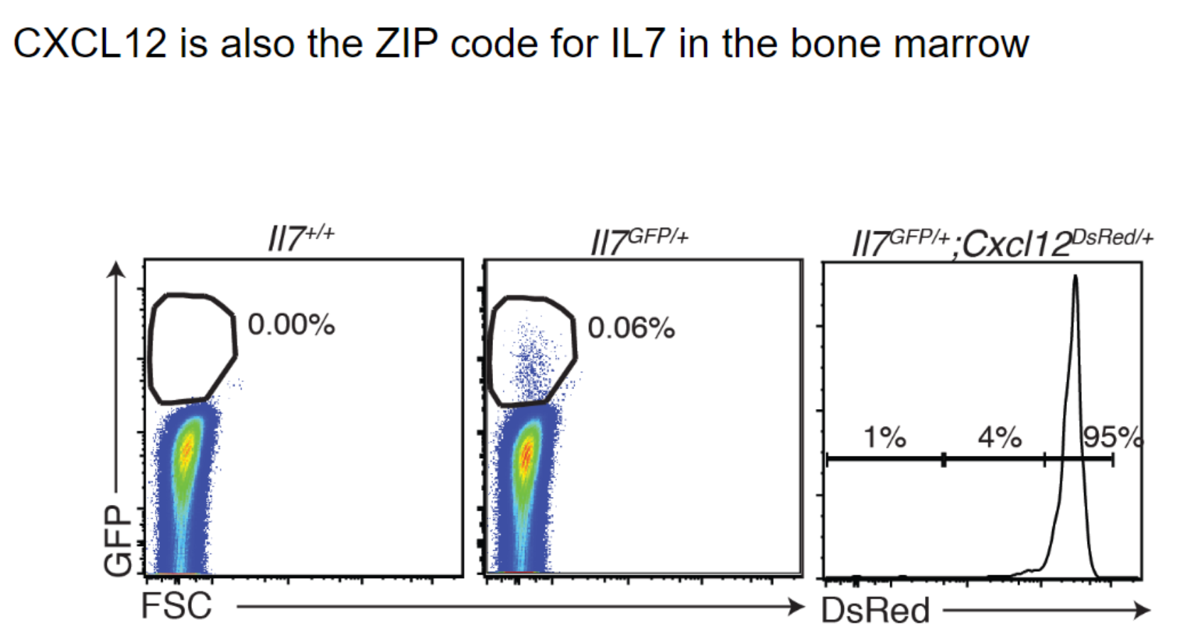 <ul><li><p>Cells producing CXCL12 also produce IL-7, essential for immune cell development.</p></li><li><p>Mesenchymal stem cells (MSCs) in the bone marrow are key sources of both SCF and IL-7.</p></li><li><p>This dual production underscores MSCs' crucial role in supporting immune cell development.</p></li></ul><p></p>