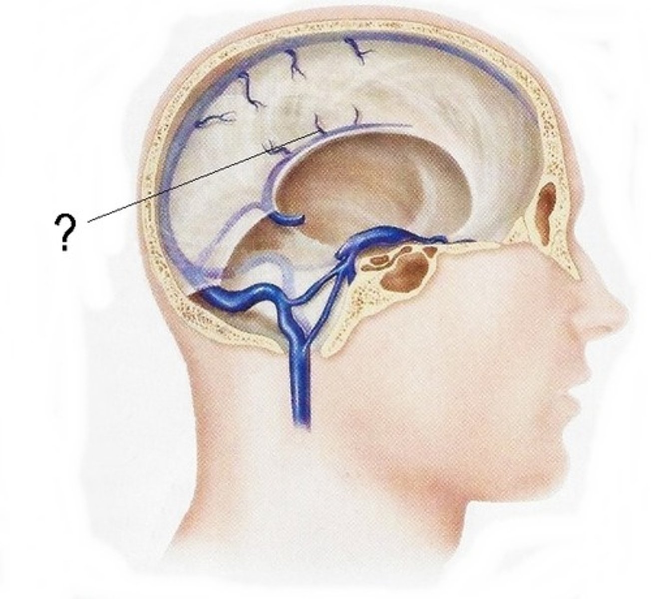 <p>Sits in the inferior edge of the falx cerebri</p>