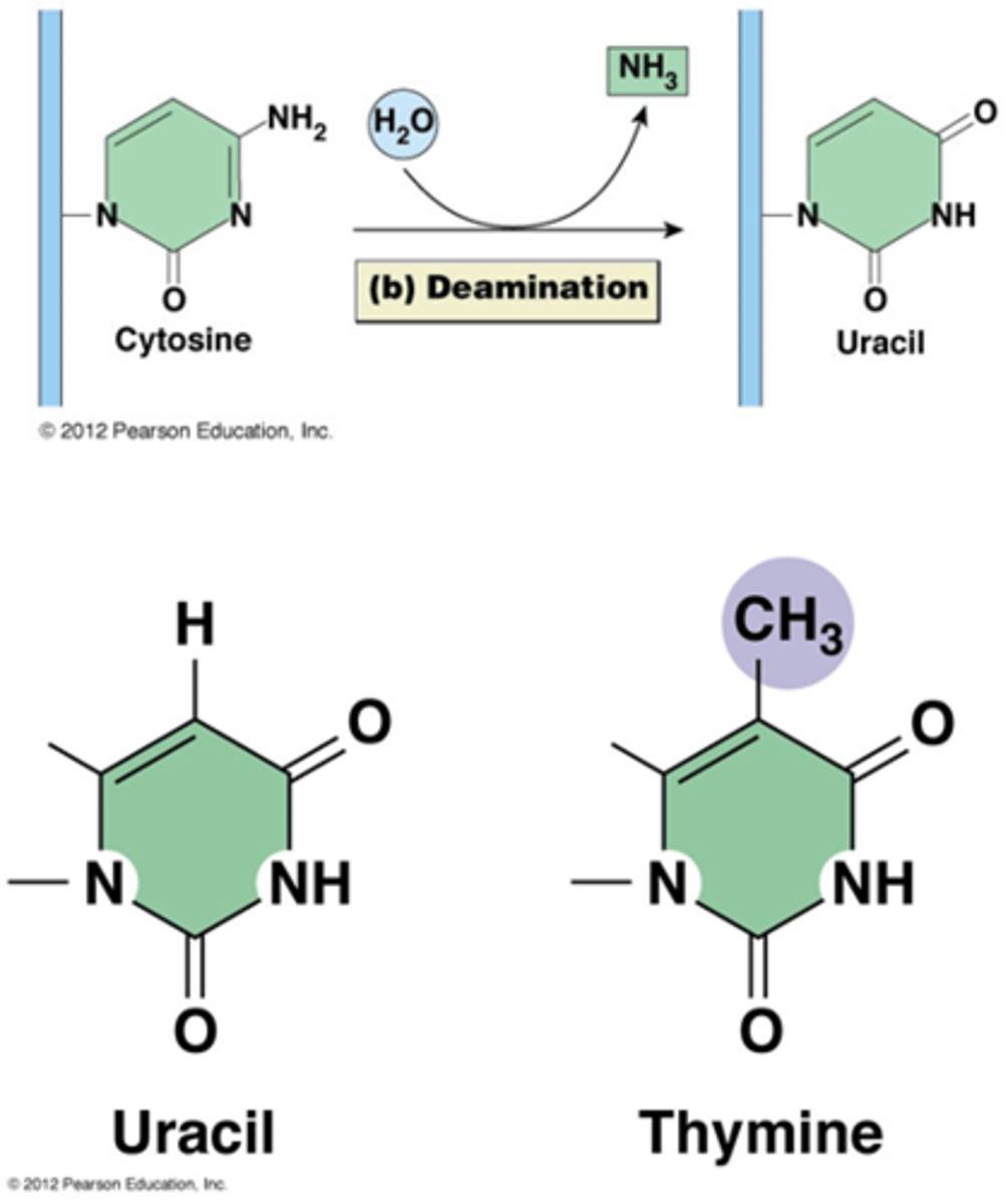 <p>Als er uracil in DNA zou zitten zou deze niet herkend kunnen worden door de base excision pathway en dus nooit hersteld kunnen worden</p>