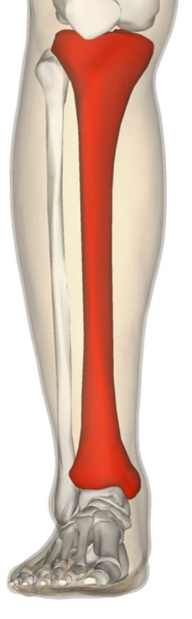 <p>Larger of the two bones in the lower leg, connected to the knee and ankle joints.</p>