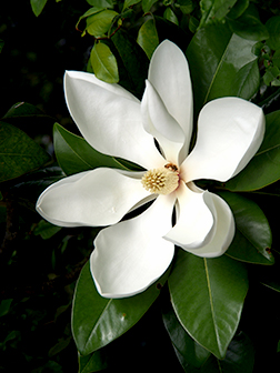 <p>Scientific Name</p>