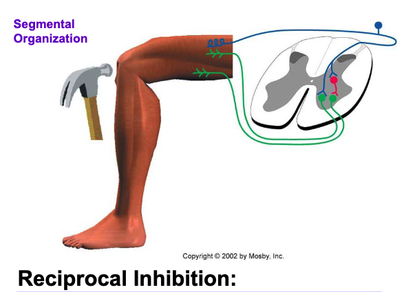 <p>Striking the patellar tendon initiates a stretch reflex (excitation of the quadriceps) and it also causes inhibition of the motor neurons to the antagonist hamstring muscles </p>