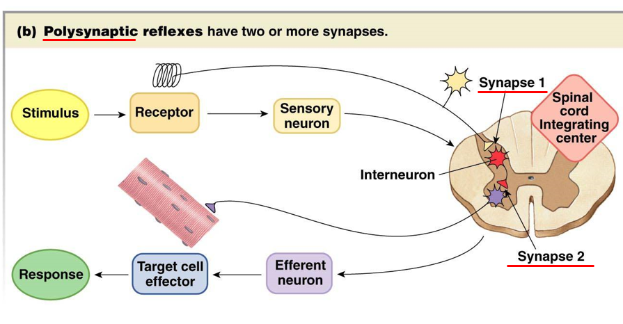 <p>interneuron in spinal cord</p>