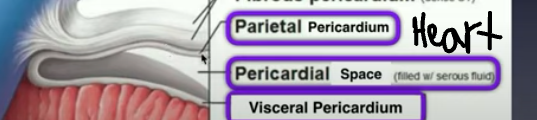 <p>Ventral Membranes</p>