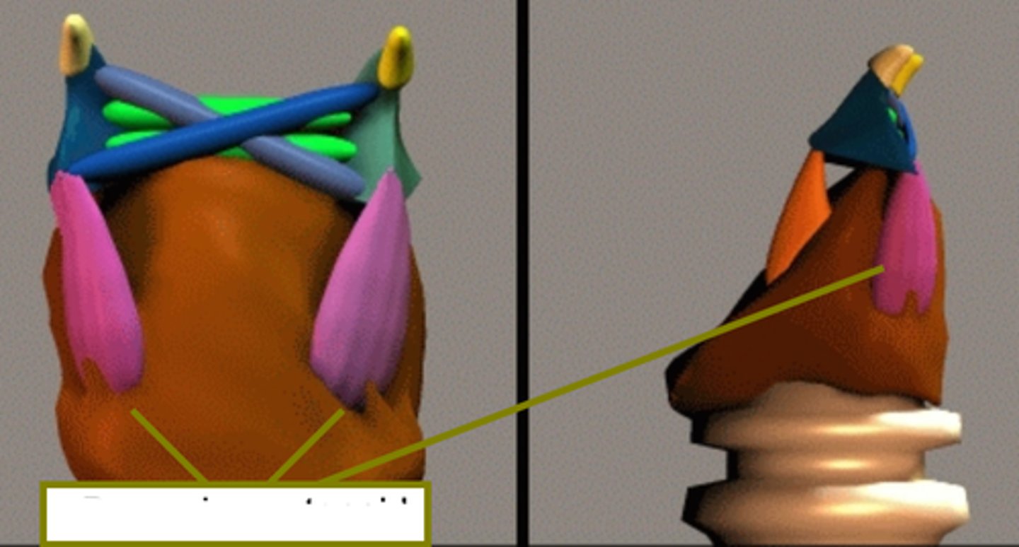 <p>are the only laryngeal muscles that act to exclusively ABduct or pull the folds apart. They also help in rocking the arytenoids back and outward. </p>