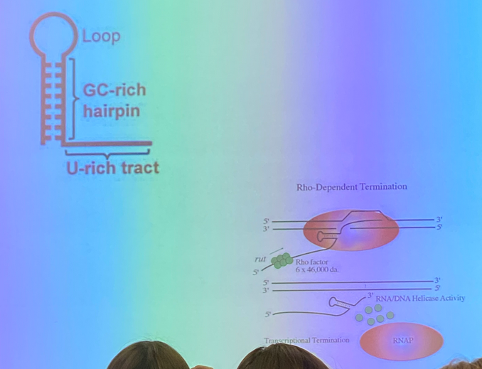 <p>rho-dependent: rho is a protein that binds in sequence specific way to “rut sites” in (some) e. coli scripts. rho proteins bind in complexes of 6. it moves from the rut binding site to a sequence motif that allows it to interact with RNA pol and make it fall off. trancription is thus terminated</p><p>rho-independent: form a 3D stem and loop RNA to form double-stranded character. this loop interacts with RNA pol, making it pause and lose processivity (decreases the likelihood of the next nucleotide being added and thus increases odds of the pol falling off)</p>