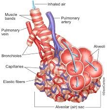 The trachea divides into two bronchi (one for each lung) which continue to subdivide before becoming bronchioles. Whereas the bronchi have rings of cartilage that serve to keep them open, the bronchioles are lined with smooth muscle tissue and do not have cartilage.  The muscle contracts and expands, effectively controlling the flow of air as it moves to the alveoli.