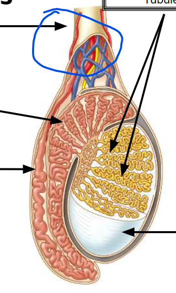 <p>contains vas deferens</p>