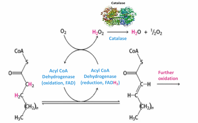 <ul><li><p>Abundant in peroxisomes&nbsp;</p></li><li><p>Converts harmful H2O2 byproduct into O2 and H2O molecules (not harmful)&nbsp;</p></li><li><p>Catalase can be used as a marker for peroxisome visualization in cells bc it’s abundant</p></li></ul><p></p>