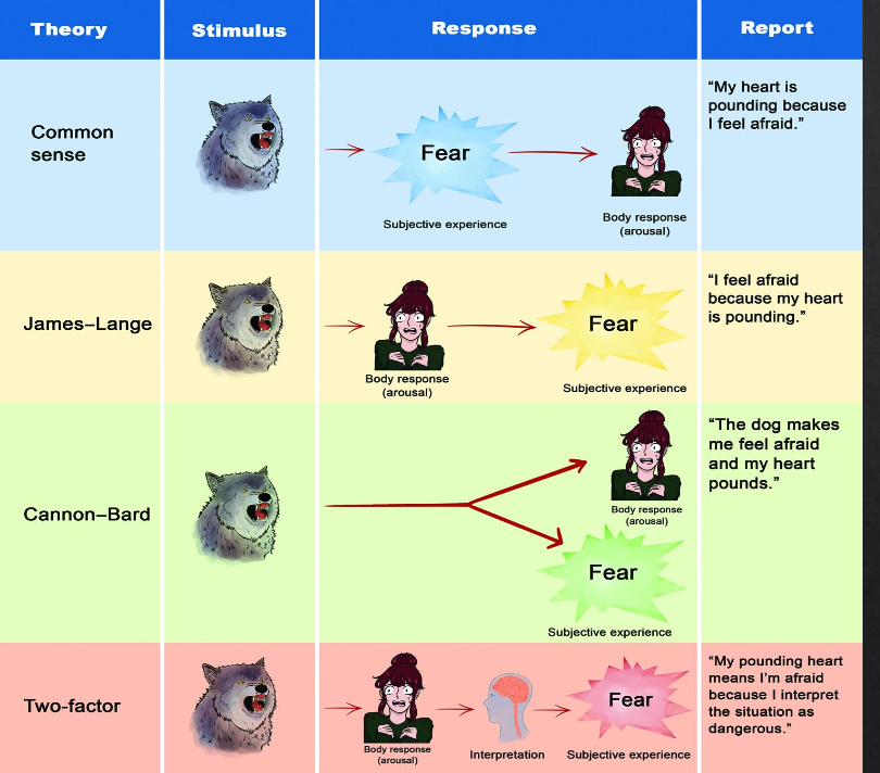 <p>common sense: perception of a stimulus elicits emotion and body arousal</p><p>james-lange: emotions arise from physiological arousal. heart pounding → fear</p><p>cannon-bard: physiological arousal and emotions occur simultaneously, yet independently. fear and heart happens at the same time</p><p>Schachter and Singer Two-factor theory: physical changes → labeling changes based on our understanding of the situation around us</p>