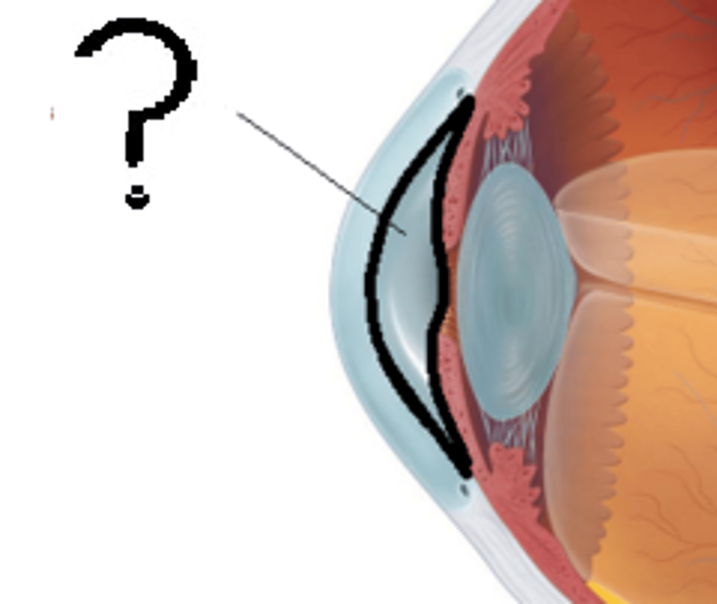 <p>-The fluid that fills the space between the lens and the cornea</p><p>-Functions to supply the cells of the cornea and lens with nutrients and oxygen</p>