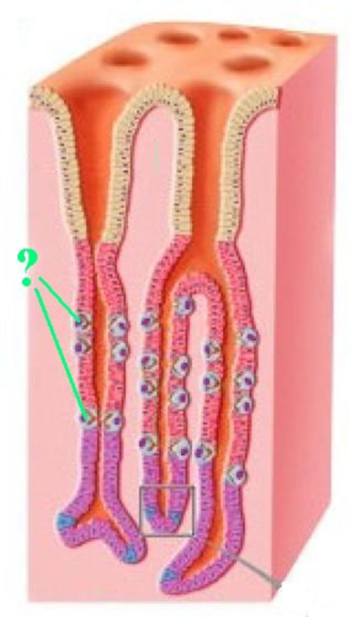 <p>Identify the indicated cell type of the stomach mucosa.</p>