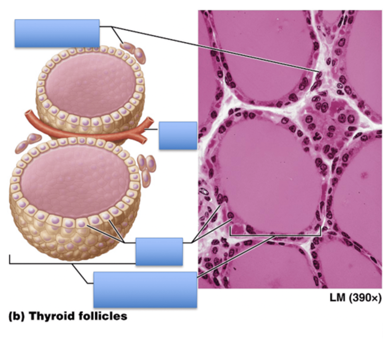 <p>Thyroid gland</p><p>1. Parafollicular Cells</p><p>2. Blood vessel</p><p>3. Follicle cells</p><p>4.Thyroid follicle containing colloid</p>