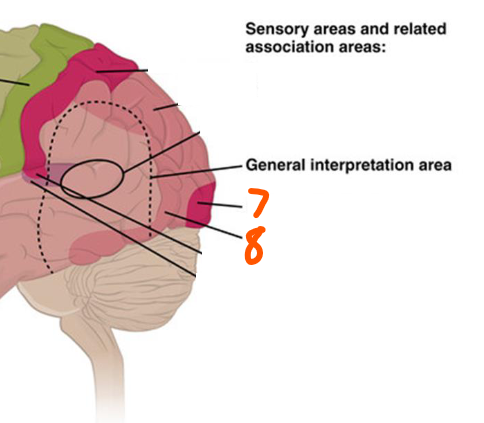 <p>Visual Areas of Cerebral Cortex:</p><ol start="7"><li><p>Primary Visual Cortex: in the ___ lobe for ___ info from the ___</p></li><li><p>Visual Association Area: in the ___ lobe for ___ of info with ___</p></li></ol><p></p>