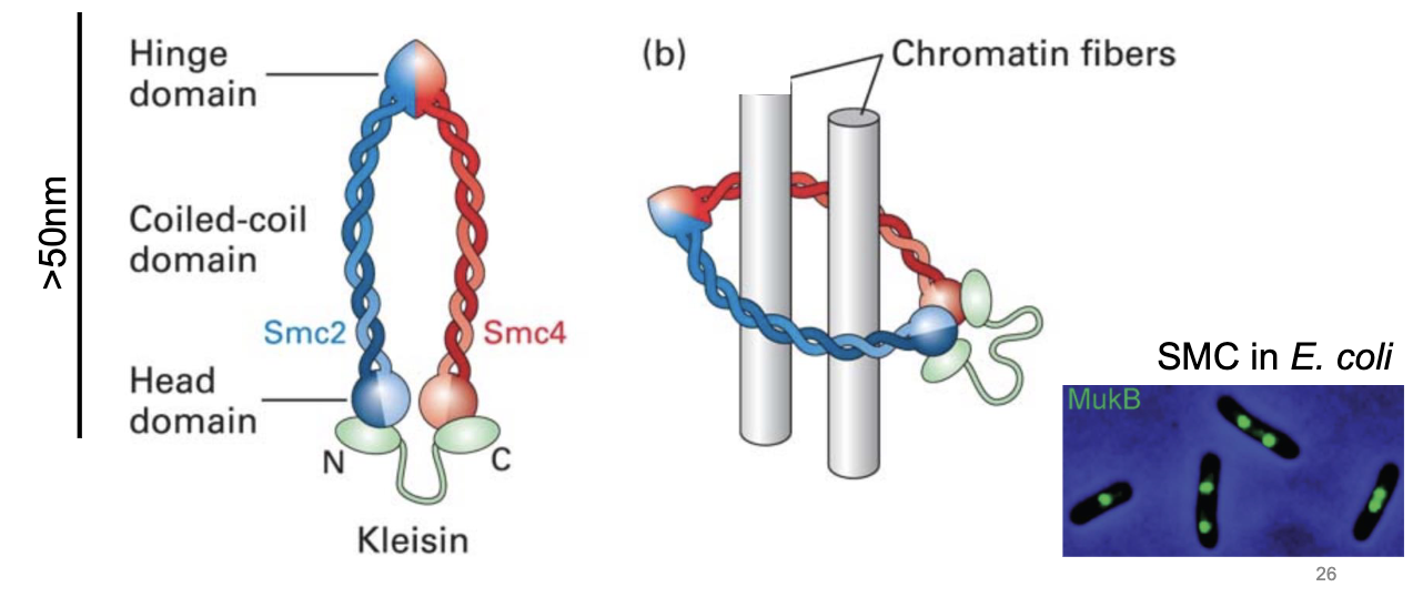 <ul><li><p>an evolutionary conserved family of <strong>proteins</strong></p><ul><li><p>we find them in bacteria</p></li></ul></li><li><p>they <strong>mediate DNA looping</strong></p></li><li><p>each monomer contains a <strong>coiled coil</strong></p><ul><li><p>has a<strong> dimer of SMC2 and SMC4</strong></p></li></ul></li></ul><p></p>