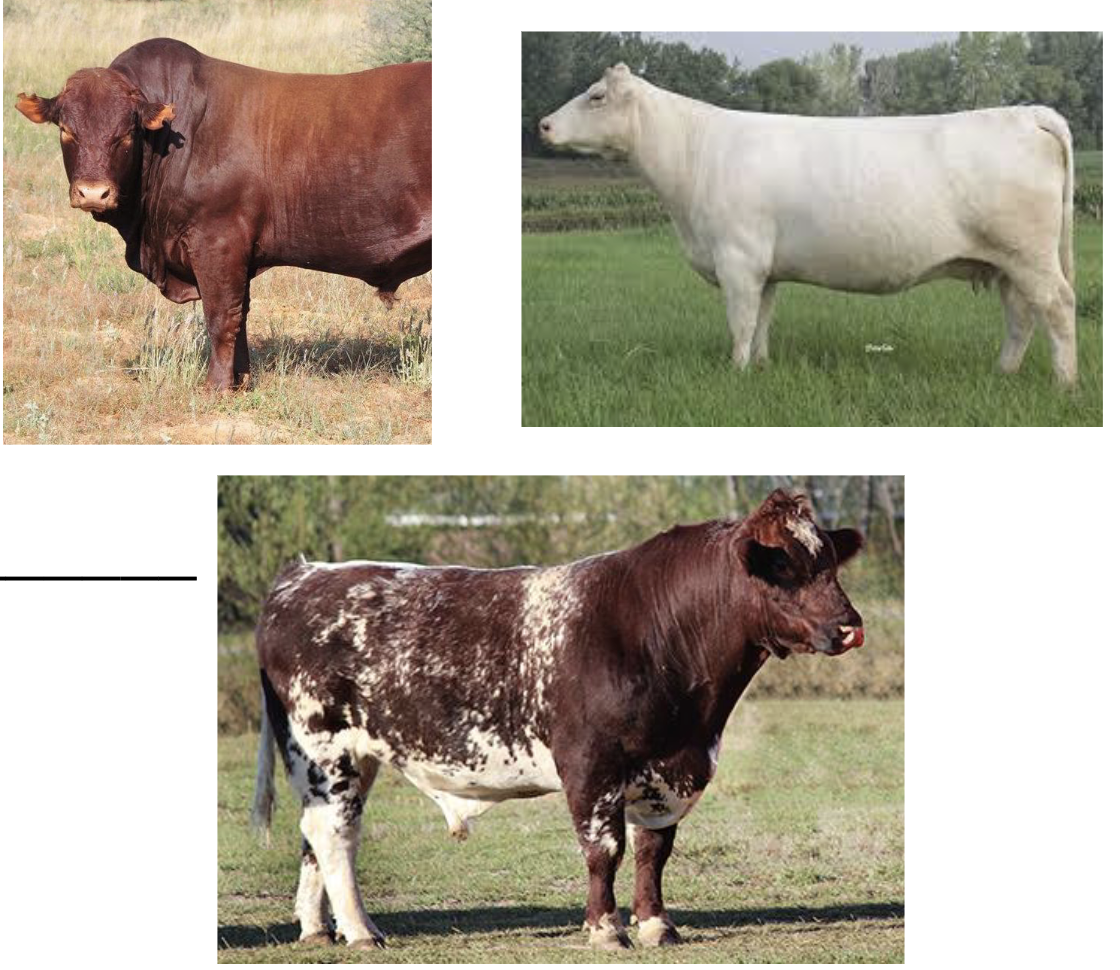 <p>British breed, dual purpose breed, *oldest recognized breed*, *roan coloring*</p>