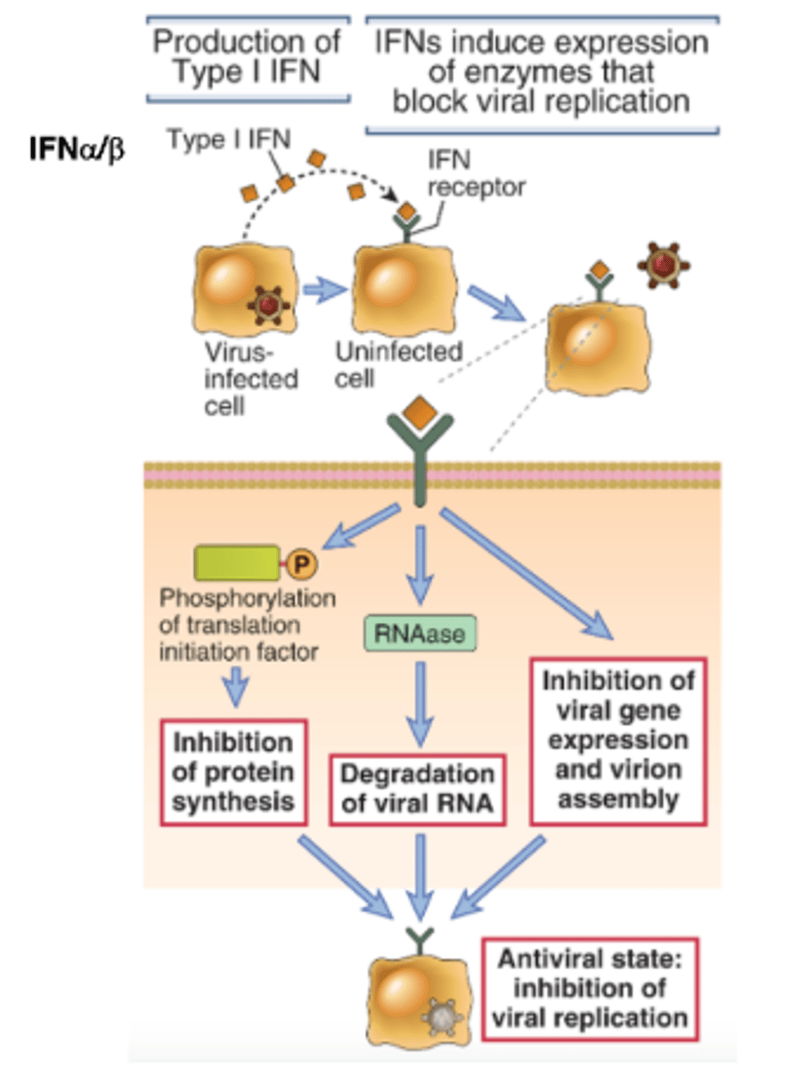 <p>TLR3; IFNa/B</p>
