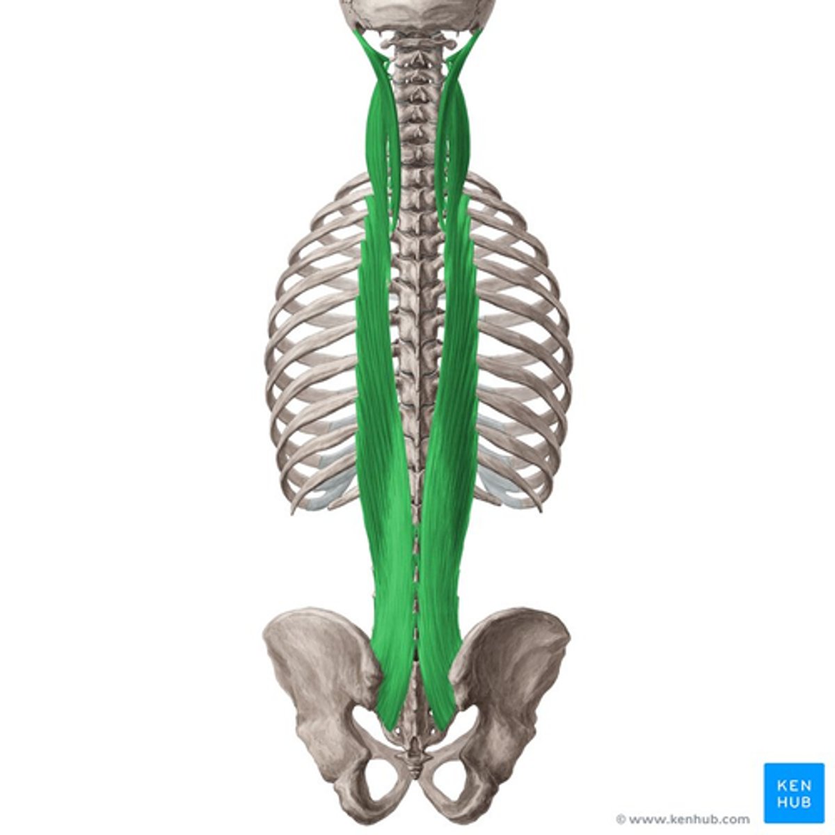 <p>Primary extensors of vertebral column and head</p><p>• Bilateral: extend vertebral column, control flexion of vertebral column</p><p>• Unilateral: laterally flex vertebral column, ipsilateral rotation of head</p>