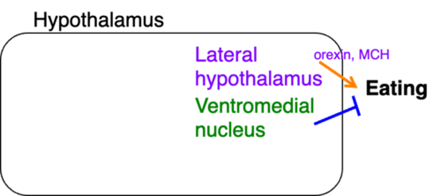 <p>In this image, what do the blue arrows represent?</p>