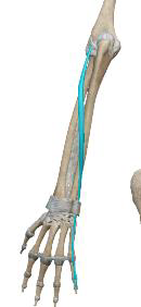 <p>Extenseur propre du V </p>