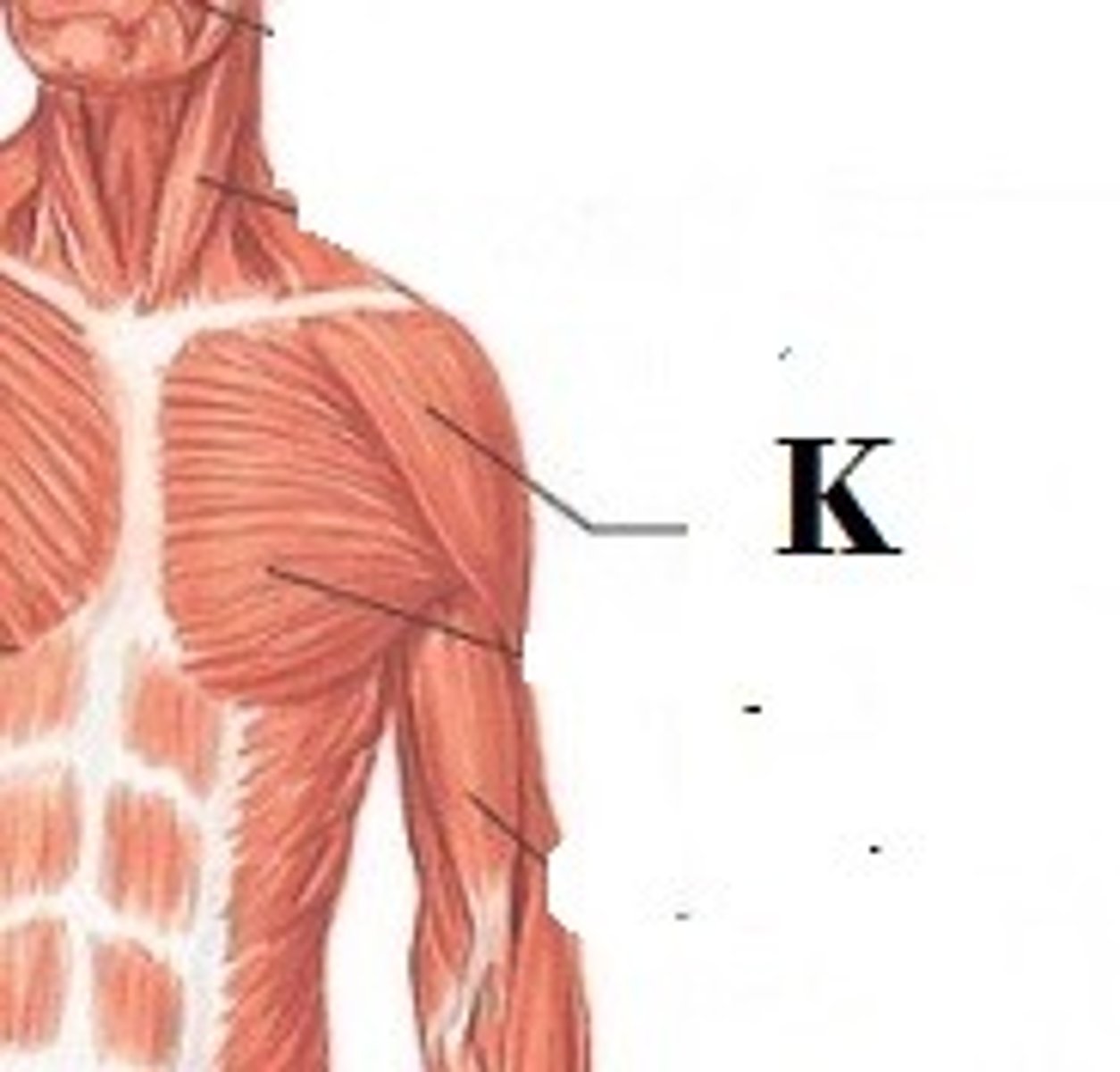 <p>DEFINITION</p><p>has three distinct functions that correspond to the three bands of muscle fibers. Contraction of the anterior fibers flexes and medially rotates the arm by pulling the humerus towards the clavicle.</p>