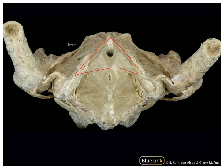 <p>ID Structure</p>