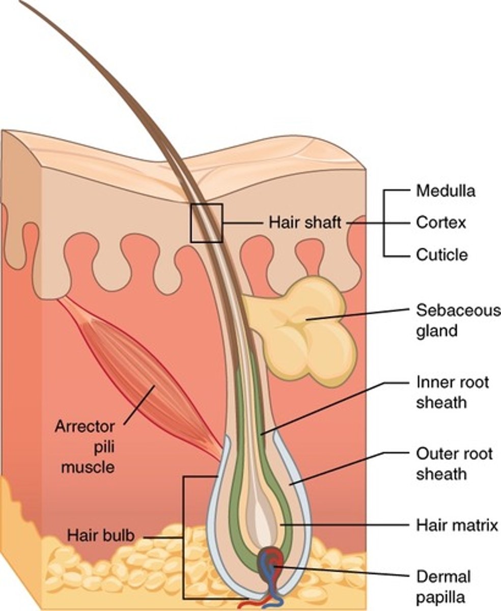 <p>ribbons of muscle from hair follicle to dermal papillae causing goosebumps bc of hair elevation contractions</p>