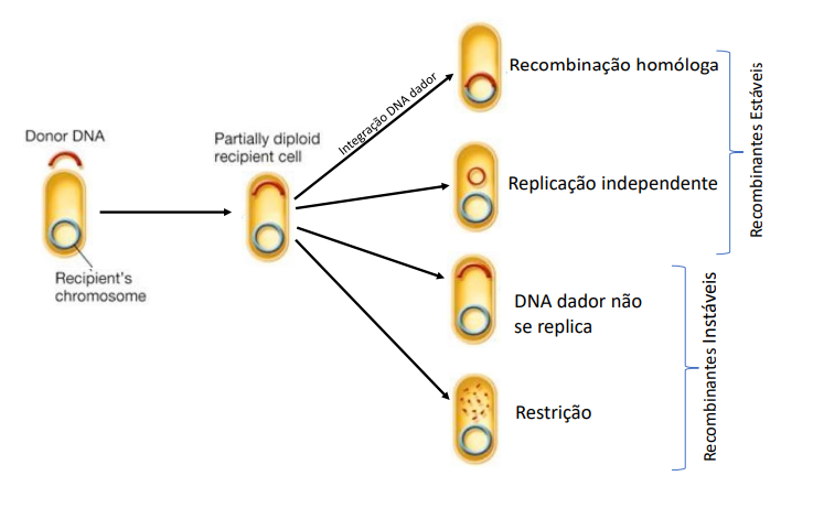 <p>Quando um fragmento de DNA bacteriano exógeno é colocado noutra célula esta diz-se agora metaploide – já não é haploide, mas também não é diploide. Após esta introdução genómica, 4 situações podem ocorrer:</p><p>● O DNA exógeno recombina-se com o DNA endógeno da bactéria (recombinação homóloga);</p><p>● O DNA exógeno torna-se independente dentro da nova bactéria e replica-se autonomamente (recombinação independente);</p><p>● O DNA exógeno mantém-se na bactéria, mas só existe, não se replica (DNA dador não se replica);</p><p>● As nucleases bacterianas destroem o DNA exógeno, rejeitando-o (restrição).</p><p>Há 3 tipos de trocas genéticas nas bactérias: Transformação, Transdução e Conjugação</p>