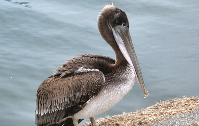 Brown Pelican