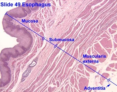 The study of the microscopic anatomy of tissues. Also known as microanatomy.