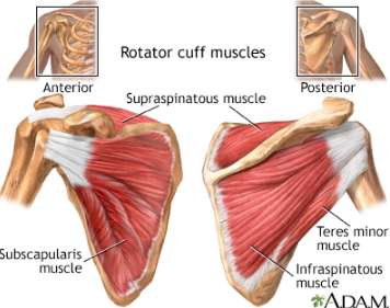 (Supraspinatus)
Origin: Supraspinous fossa

insertion: Greater tubercle of Humerus (common tendon)

Function: Stabilise and externally rotate shoulder

(Infraspinatus)
Origin: infraspinous fossa

Insertion: same

Function: same

(Teres Minor)
Origin: Lateral border of scapula (below infraspinatus)

Insertion: same

Function: same

(Subscapularis)
Origin: Subscapular fossa

Insertion: Lesser tubercle

Function: Stabilize and medially roates shoulder
