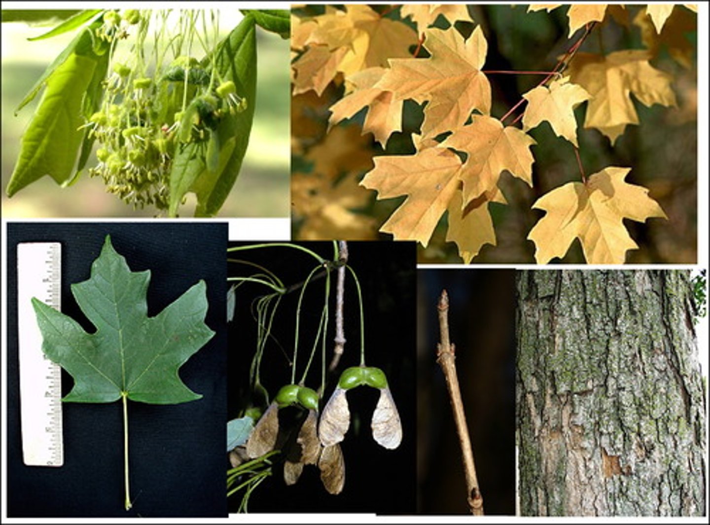 <p>Acer saccharum</p>