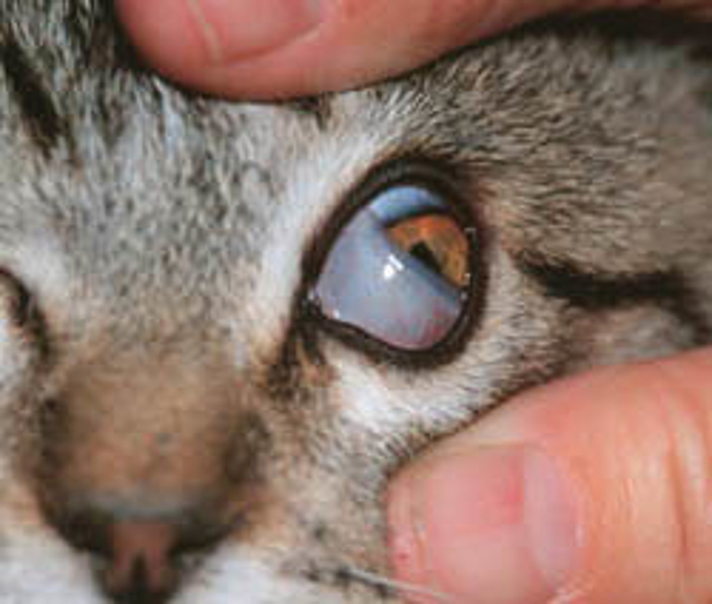 <p>nictitating membrane</p>