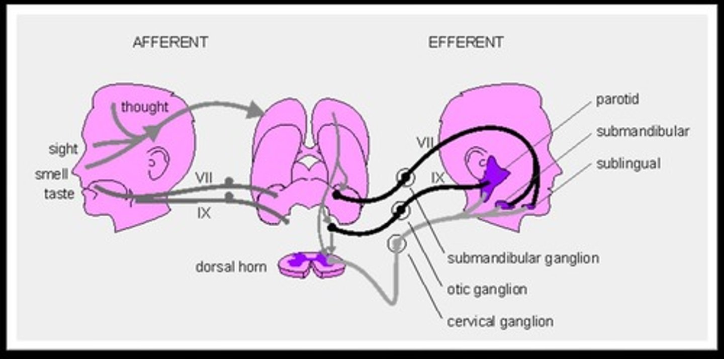 <p>The pathway that carries sensory information from receptors to the brain.</p>