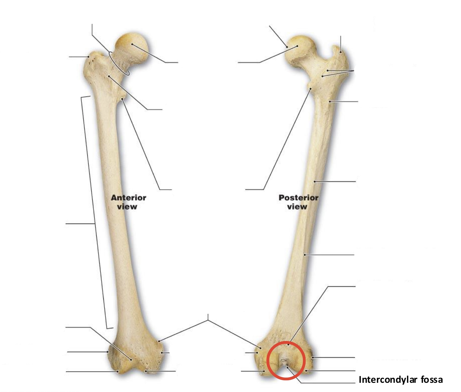 <p><span><span>Intercondylar fossa</span></span></p>