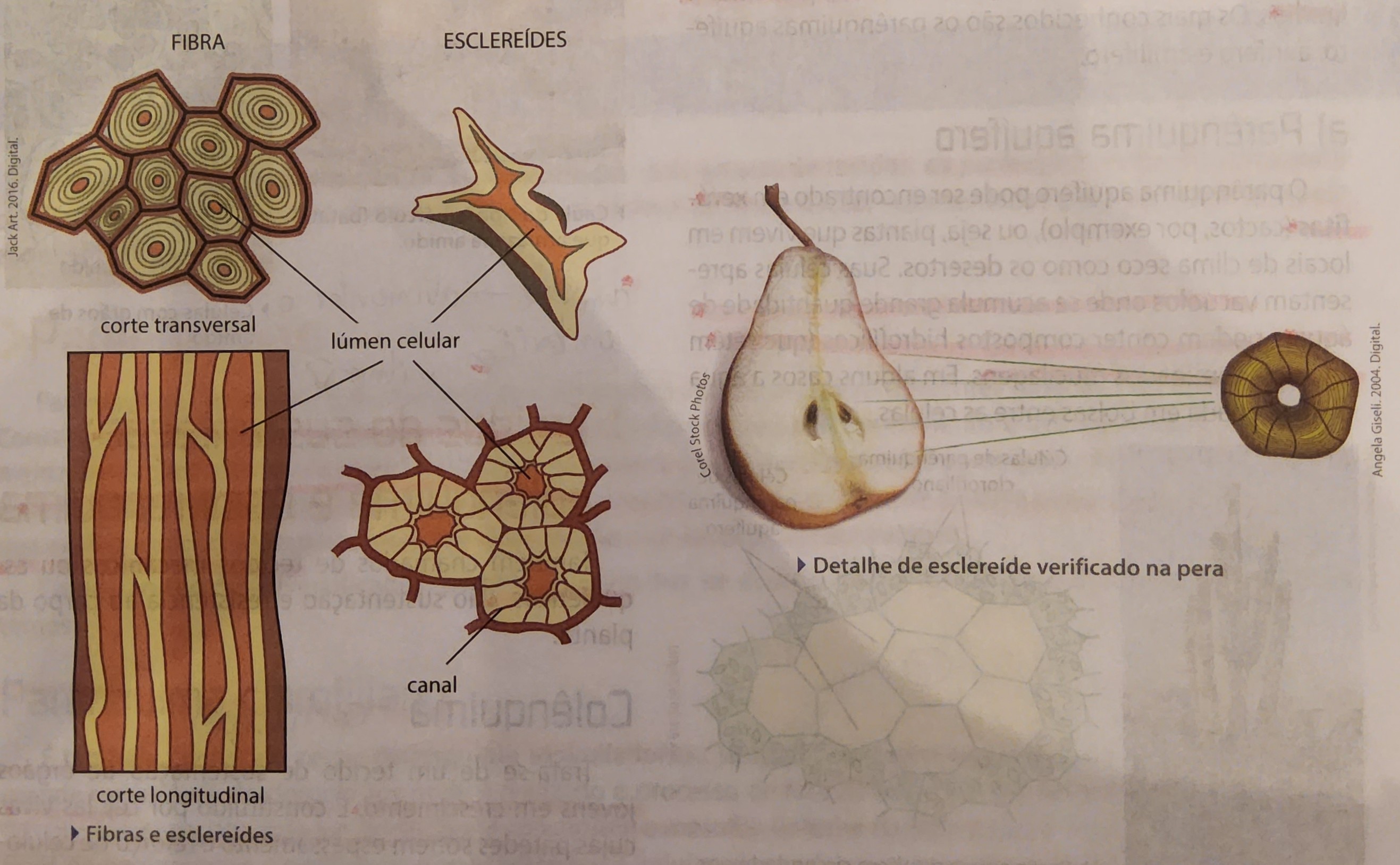 * células mortas com paredes secundárias com reforço de lignina
  * lignina escurece a madeira
  * quanto mais, mais dura
  * permite elasticidade
* sem núcleo
* existem dois tipos;
  * fibras
  * esclereídes
