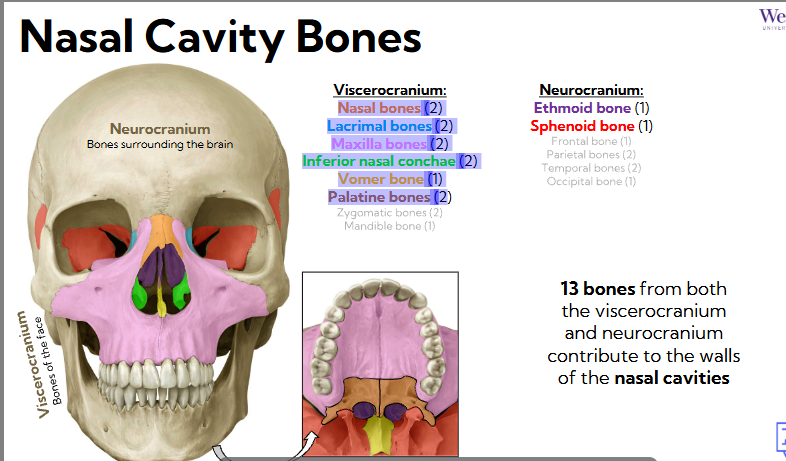 <ul><li><p><span style="background-color: transparent;"><span>Viscerocranium: face bones</span></span></p><ul><li><p><span style="background-color: transparent;"><span>Nasal bones (2) - bridge of nose</span></span></p></li><li><p><span style="background-color: transparent;"><span>Lacrimal bones (2) - near tear ducts</span></span></p></li><li><p><span style="background-color: transparent;"><span>Maxilla bones (2) - upper jaw, walls and floor of nasal cavity</span></span></p></li><li><p><span style="background-color: transparent;"><span>Inferior nasal conchae (2) - project into nasal cavities from lateral walls</span></span></p></li><li><p><span style="background-color: transparent;"><span>Vomer bone (1) - wall of nasal septum</span></span></p></li><li><p><span style="background-color: transparent;"><span>Palatine bones (2 - floor of nasal cavity)</span></span></p></li><li><p><span style="background-color: transparent;"><span>zygomatic and mandible not included in nasal cavity</span></span></p></li></ul></li></ul><p></p>