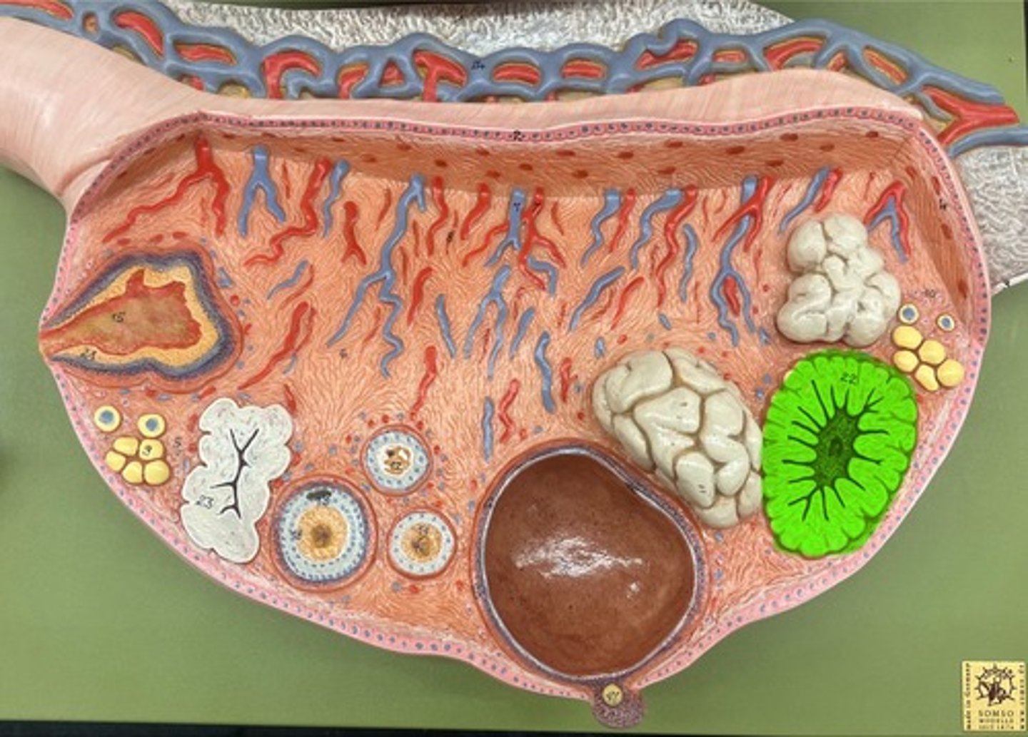 knowt flashcard image