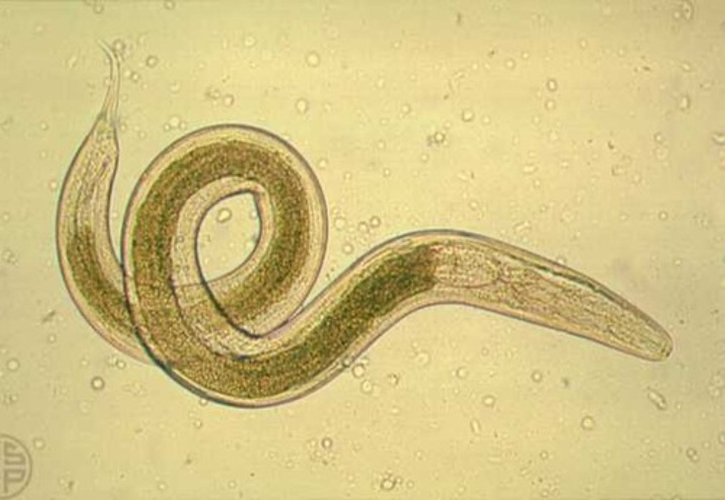 <p>Filled with eggs, pointed end</p>