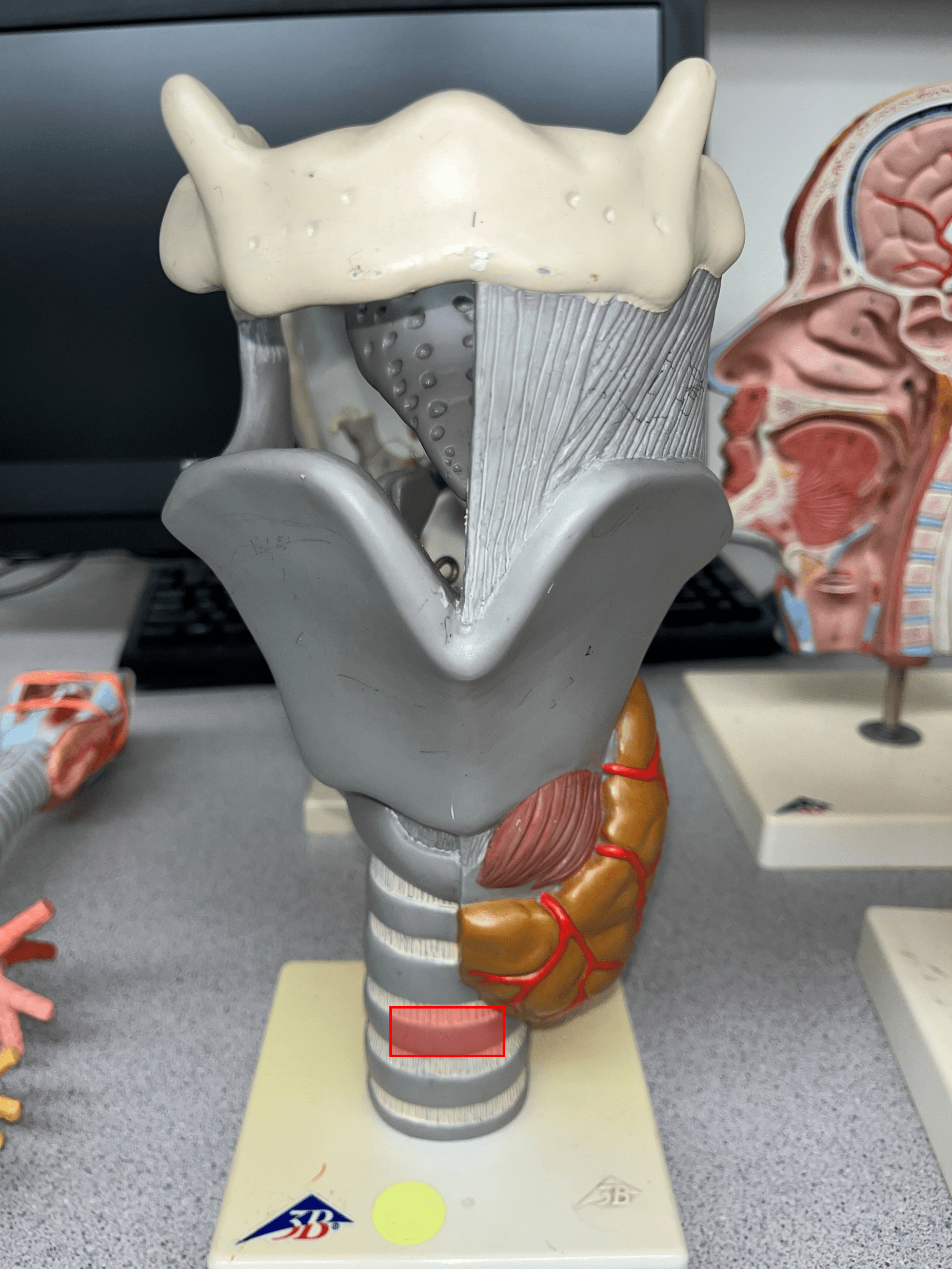 • A C-shaped piece of a stack of cartilages running along the length of the trachea.

• The two ends of the cartilage are connected by the trachealis muscle.