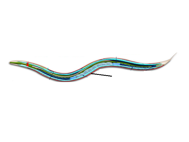 <p>ventral nerve cord</p>