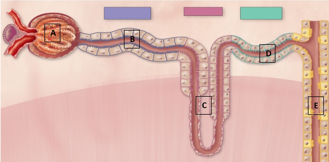 <p>Use the following image to match the letter to the description: </p><p><span>1) Where reabsorption of Na</span><sup>+</sup><span>, Cl</span><sup>-</sup><span>, and water into vasa recta occurs.</span></p><p><span>2) Where ADH regulates water in response to dehydration, but no regulation of calcium occurs.</span></p><p><span>3) Identify the distal convoluted tubule.</span></p><p><span>4) Where filtration occurs.</span></p><p><span>5) Where PTH stimulates reabsorption of Ca</span><sup>2+</sup><span> into peritubular capillaries.</span></p><p><span>6) Where urine is located.</span></p>