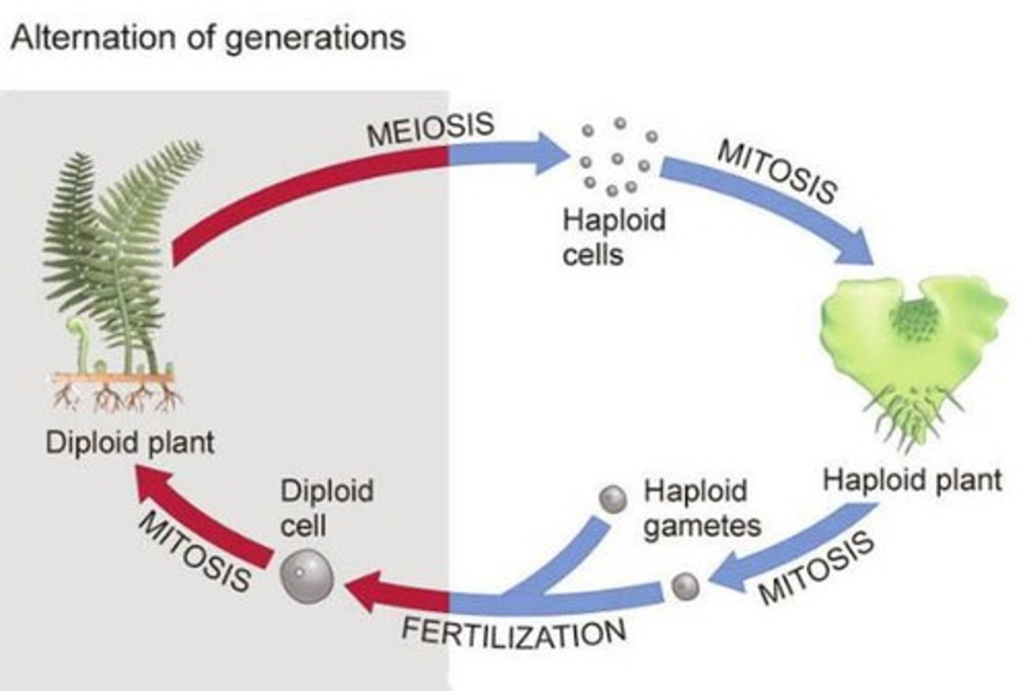 <p>It refers to the life cycle of plants where they alternate between a haploid gametophyte stage and a diploid sporophyte stage.</p>