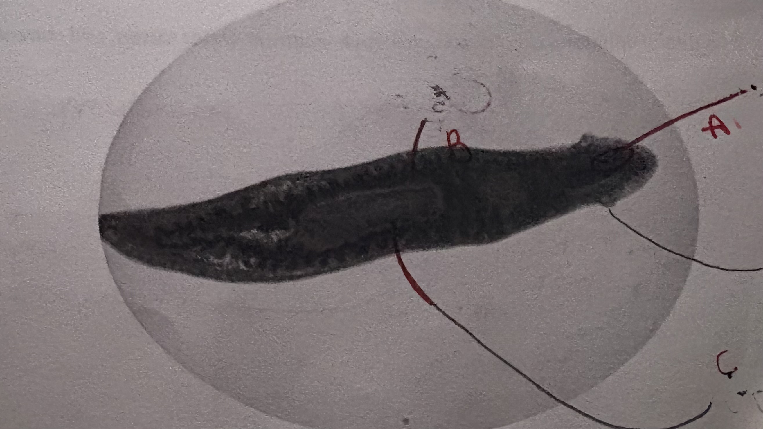 <p>label ( C ) on the planaria</p>